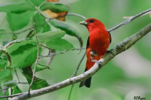 Scarlet Tanager